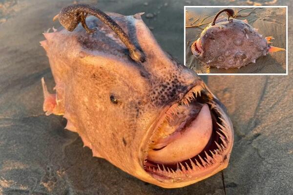 Misterius, Monster Ikan Laut Dalam Ditemukan Terdampar di Pantai