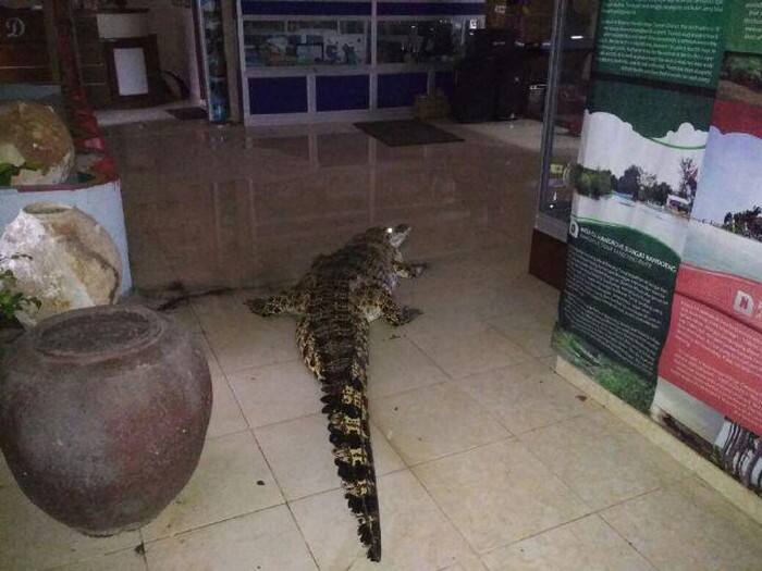 Busyet! Buaya Masuk Rumah Warga Saat Banjir di Kaltim
