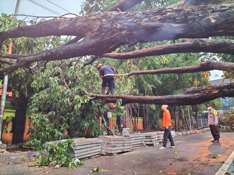 Hujan dan Angin Kencang Guyur Gresik, Belasan Pohon Tumbang, Timpa Rumah Warga