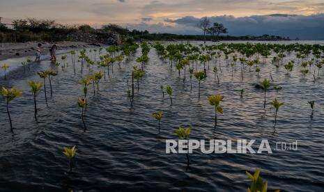2022, Pemprov Jatim Targetkan Tanam Mangrove Capai 1.280 Hektare
