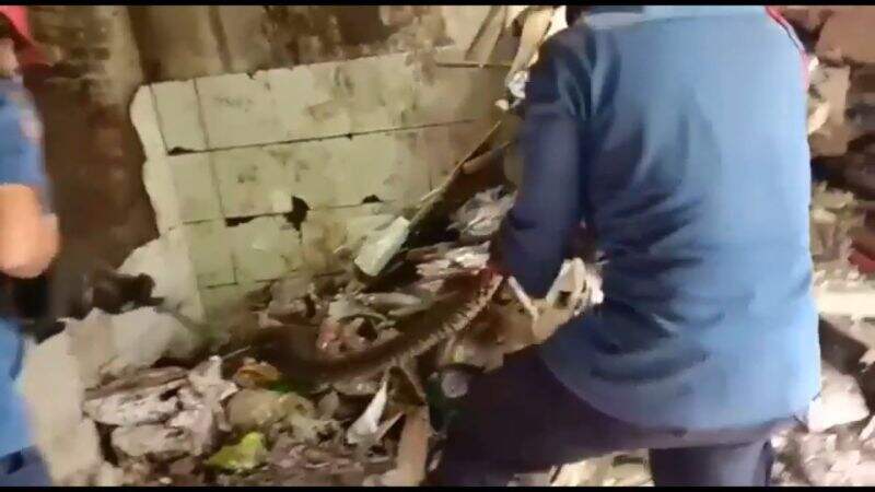 Ular Piton Sepanjang 4 Meter Hampir Masuk Mal, Sebelumnya Makan Anak Kucing