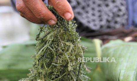 Peringkat Kedua Terbesar Dunia, Ini Negara Tujuan Ekspor Rumput Laut RI