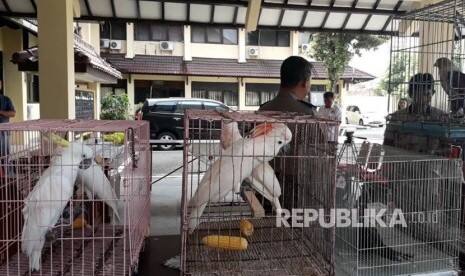Satwa Dilindungi Dijual Online, Ribuan Akun Dilaporkan