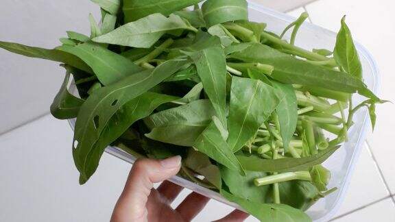 Kangkung Bikin Ngantuk, Mitos atau Fakta?