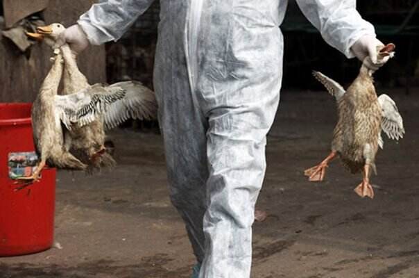 5.000 Burung Bangau Mati di Israel Karena Flu Burung