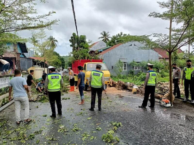 Pohon Tumbang di Selayar Timpa Jaringan Listrik PLN dan Jaringan Telepon