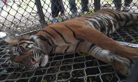 Harimau Liar Mencari Makan Masuk ke Permukiman Warga di Agam