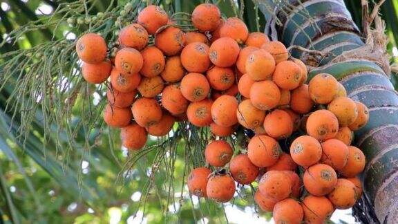 Sering Dijadikan Obat Herbal, Ternyata Buah Ini Bisa Merusak Ginjal dan Picu Kanker! Hati-hati Beauty…