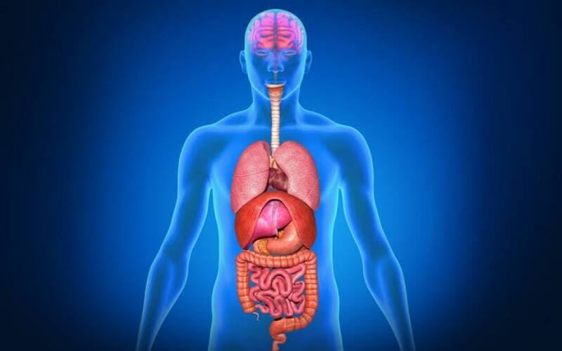 Apa Itu Autophagy ? Cek 6 Tanda dan Gejalanya