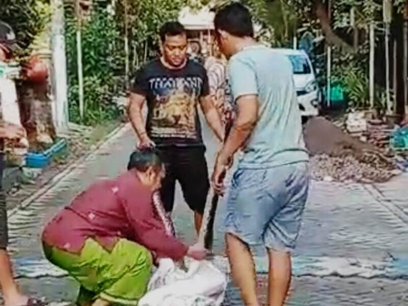 Ular Piton 3 Meter di Gorong-gorong Gegerkan Warga Perum GKB Gresik