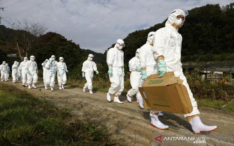 Belanda Akan Musnahkan 190.000 Ayam yang Terinfeksi Flu Burung