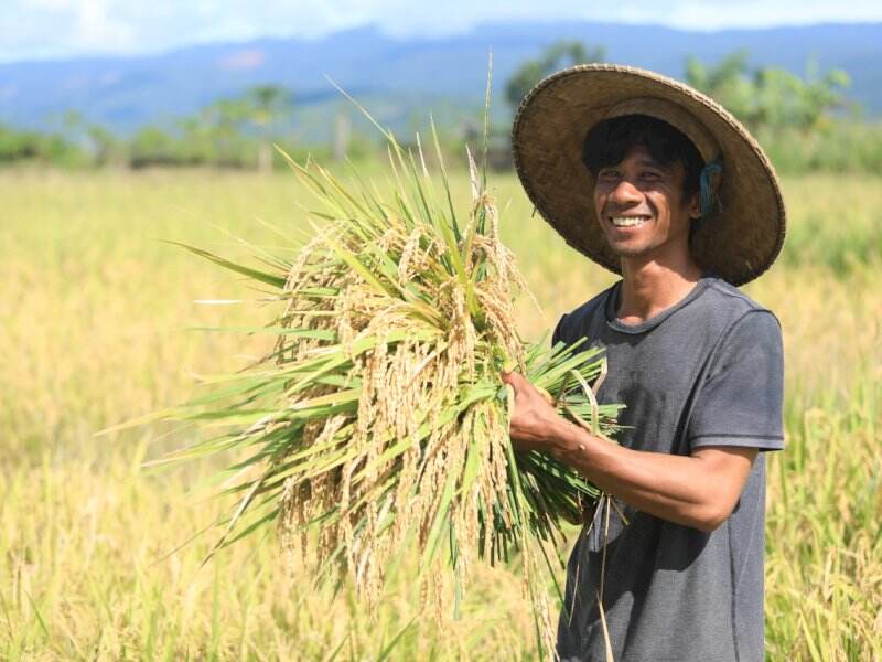 Vale Indonesia Konsisten Dorong Pertanian SRI Organik di Area Pemberdayaan