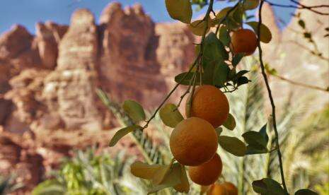 Al Ula Bersiap Gelar Festival Warisan Buah Jeruk