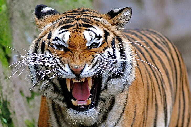 Harimau Lepas dari Kandang Usai Pertunjukan, Serang Wanita hingga Tangannya Putus