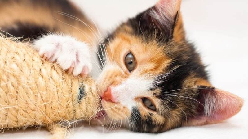 Aneh tapi Nyata, Kucing Picu Kebakaran 107 Rumah, Kok Bisa?