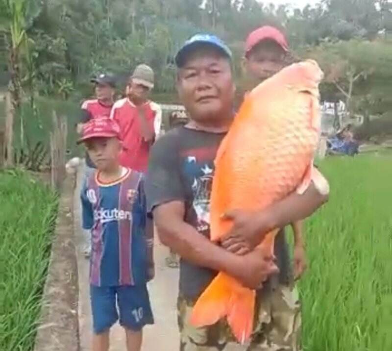 Heboh Warga Cikamunding Lebak Bopong Ikan Mas Raksasa dari Situ Bersejarah