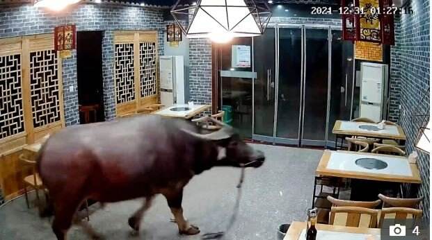 Kabur saat Mau Disembelih, Kerbau Ini Mengamuk lalu Masuk ke Restoran Lukai Pengunjung