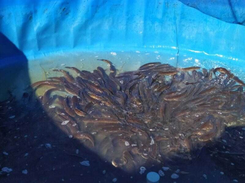 KKP Kembangkan Budi Daya Ikan Lokal di Kalimantan