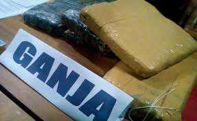Satgas TNI Yonif 711 Sita 1,5 Kg Ganja di Perbatasan RI-PNG