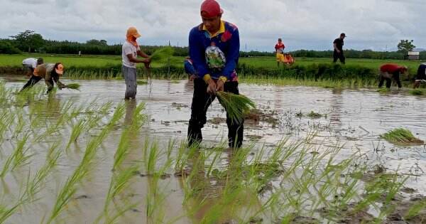 Manfaatkan Akhir Pekan, Ketua DPRD Makassar Rudianto Lallo Tanam Padi Bersama Warga Lakkang