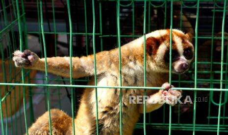 Balai Besar TNGGP Lepasliarkan Kukang Jawa di Taman Nasional