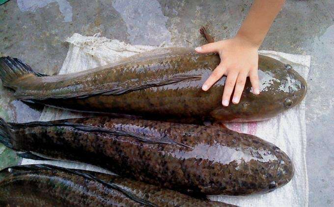Punya Potensi Besar, KKP Kembangkan Budi Daya Ikan Lokal di Kalsel