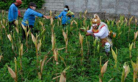 Karawang Kembangkan Integrate Farming System Berbasis Jagung