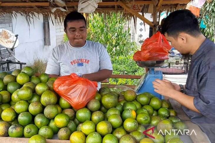 Jual Jeruk Susu Madu, Masyarakat Tebas Panen Untung Saat Lebaran