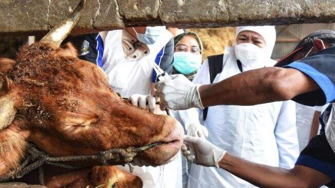Berantas PMK pada Sapi, Kementan Siapkan Sejumlah Strategi