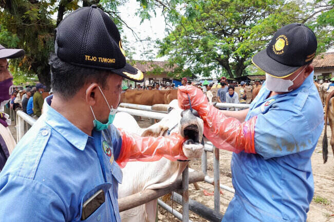 Empat Sapi di Rembang Terjangkit PMK