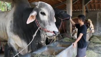 4 Fakta Menghebohkan Wabah PMK Serang Hewan Ternak