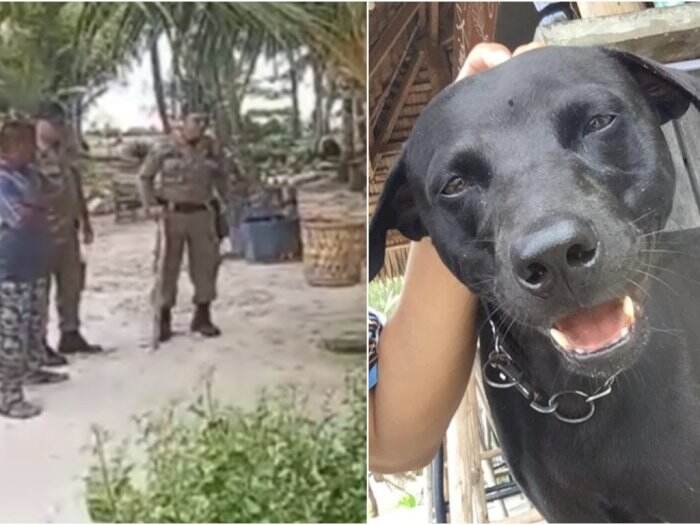 Kasus di aceh satpol ditangkap bayak pulau aktivis kecam anjing pp mati usai Viral Kisah