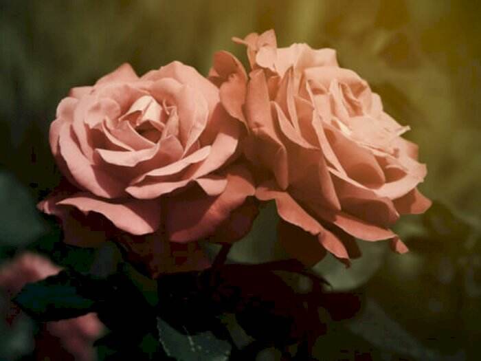 Asal-usul Bunga Mawar Dijadikan Lambang Romantis dalam Percintaan, Jadi  Kado Valentine! - News+ on RCTI+