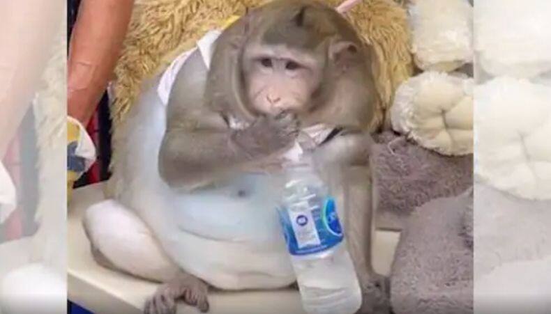 Panco monyet monyet